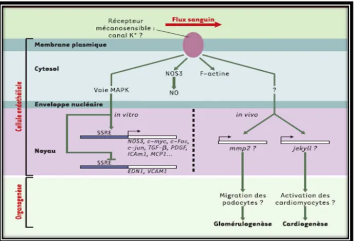 Figure 29 : Réponse mécano-sensorielle cellules endothéliales aux forces de flux in vitro  et in  vivo[20] 