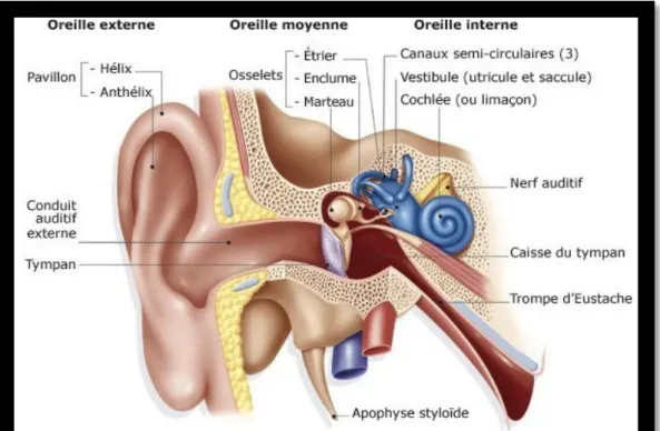 Figure 11 : Anatomie générale de l’oreille 