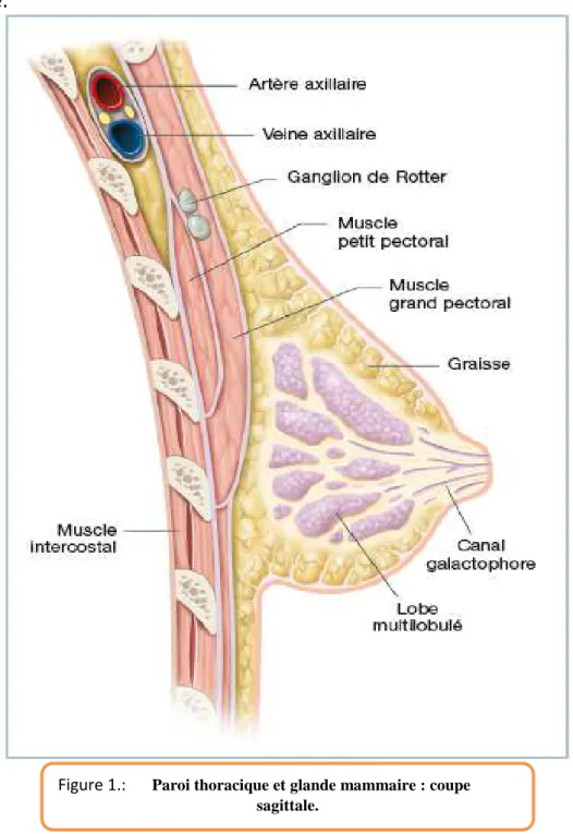 Figure 1.:  1.1  Paroi thoracique et glande mammaire : coupe  sagittale.