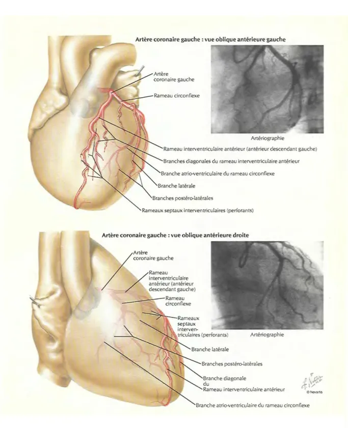 Figure III : Anatomie de la coronaire gauche 