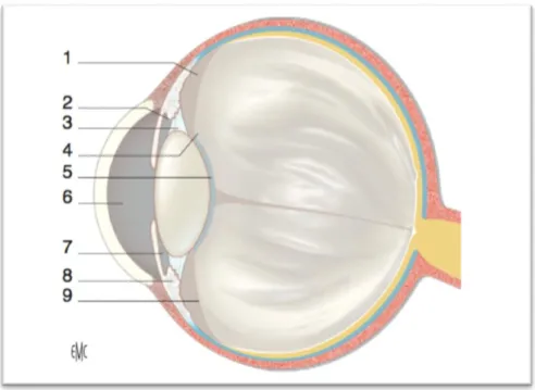 Figure 15  : Coupe sagittale du globe oculaire montrant les différents rapports du cristallin  [25]