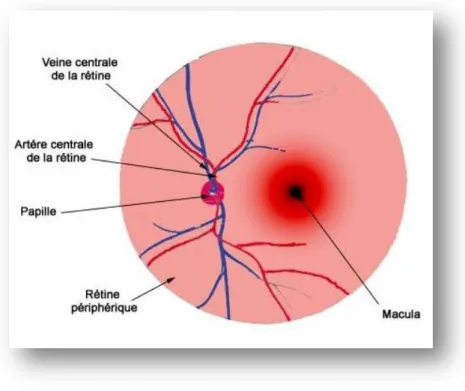 Figure 20  : Eléments d’un fond d’œil normal  [91]