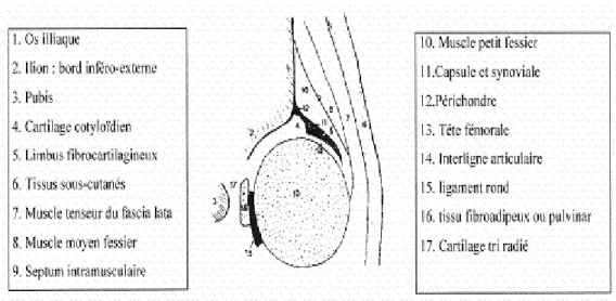 Figure 8: Schéma des repères de l’échographie de hanche [5] 