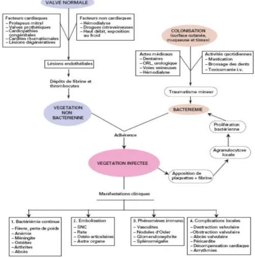 Figure  6  : physiopathologie de l’endocardite infectieuse  [52] 