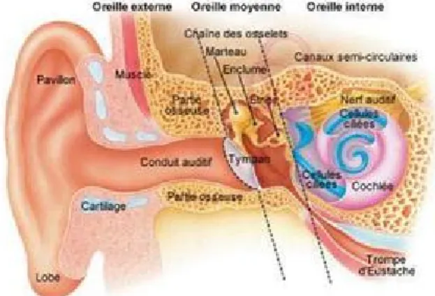 Figure 1 Schéma de l'oreille humaine [5] 