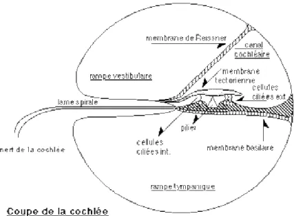Figure 3 Schéma de la cochlée [7] 