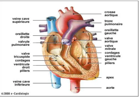 Figure 1 : coupe schématique du cœur. 