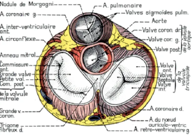 Figure 2 : les quatre appareils valvulaires du cœur   en position de fermeture sur une vue inférieure 