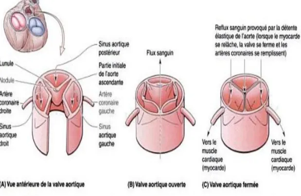 Figure 4 : Anatomie d'une valve aortique                      normale 