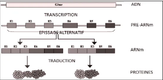 Figure 1  Représentation schématique de l'épissage alternatif d'un gène [http://fr.wikipedia.org/wiki/Fichier:Altspli.png]