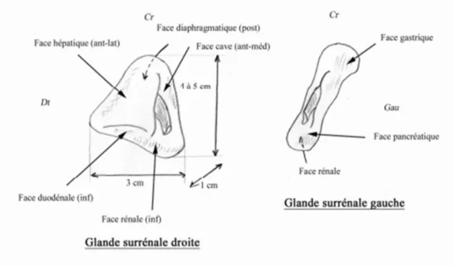 Figure 4 : Configuration extérieur des glandes surrénales 