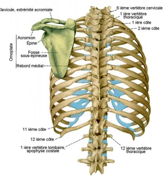 Figure 10 : Vue postérieure de la cage thoracique