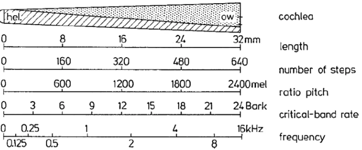 Figure  1.5  Echelle  du  nombre  de  bandes  critiques,  de  la  longueur  de  la  cochlée,  du  nombre  de  pas  fréquentiels,  de  l’échelle  de  hauteur  et  du  nombre  de  cellules  ciliées  [20] 