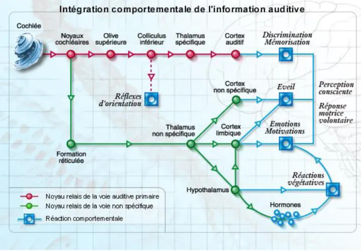 Figure 8 : Schéma explicatif des voies auditives primaires et non primaires [4]. 