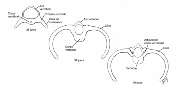 Figure 1 : Embryogenèse des côtes  