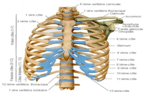 Figure 4: Vue dorsale du squelette du thorax 