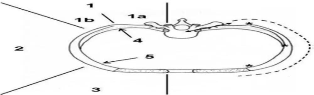 Figure  6 : Vue ventrale des articulations costo-vertébrales   et costo-transversaire d’une côte droite type