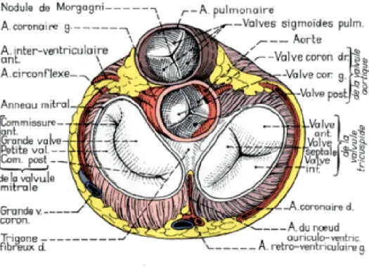 Figure 3 : Anatomie et rapport de l’anneau aortique. 