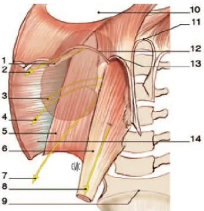 Figure 6. Rapports avec la paroi abdominale (vue de face) [1]. 