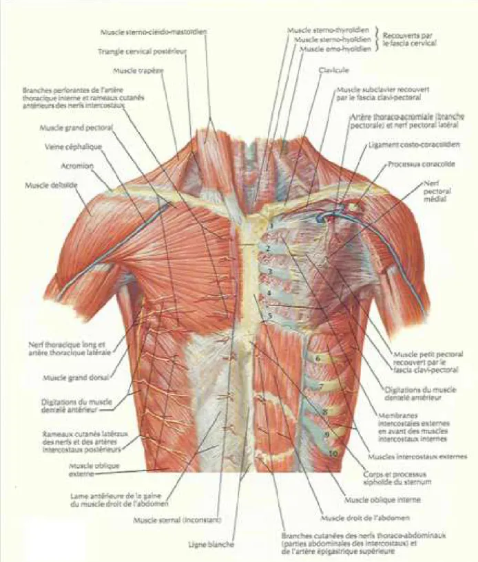 Fig. 4 : Paroi antérieure du thorax [6] 