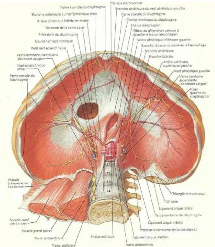 Fig. 7 : Vue inférieure du diaphragme [6] 