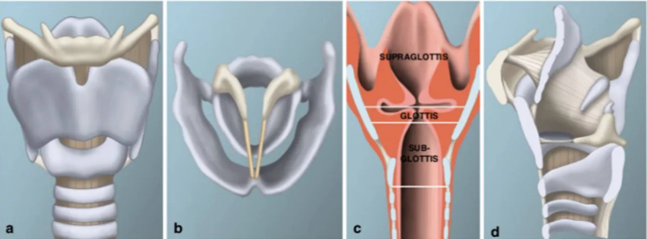Figure 3 : Vues frontale, axiale, coronale et sagittale du larynx du nourrisson : [7] 