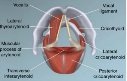 Figure 4 : Coupe transversale montrant les muscles intrinsèques du larynx : [7] 
