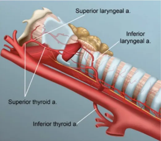 Figure 8 : Apport vasculaire du larynx et de la trachée cervicale : [7] 