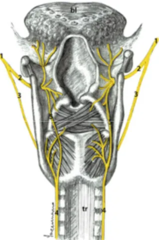 Figure 9 : Innervation du larynx et anse de Galien [15] 