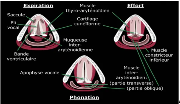 Figure 12 : Schémas montrant les mouvements de fermeture du larynx lors de la phonation et  de la déglutition