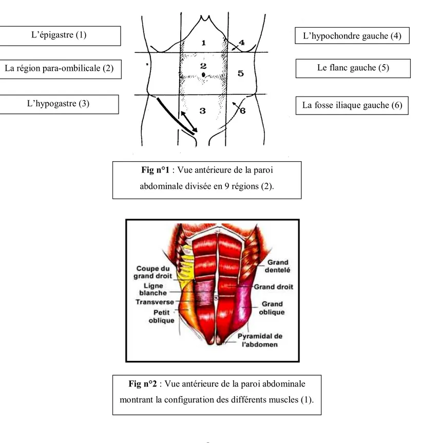 Fig n°1 : Vue antérieure de la paroi  abdominale divisée en 9 régions (2) . 