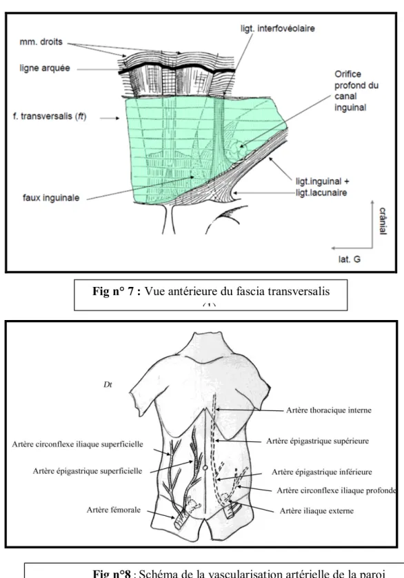 Fig n° 7 : Vue antérieure du fascia transversalis  (1). 