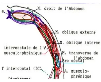 Fig n°10 :  Schéma du réseau veineux superficiel  de la paroi abdominale antérolatérale (1).