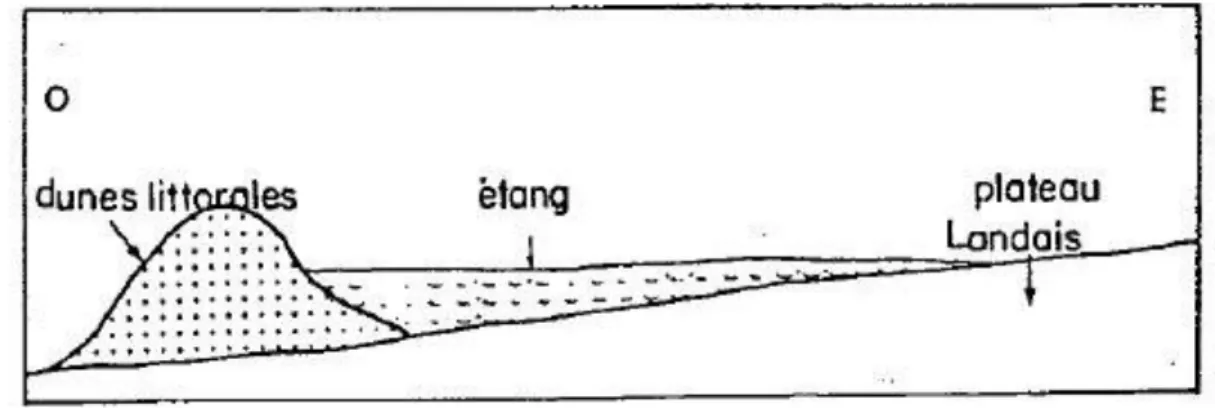 Figure 2 : Schéma de la morphologie des lacs du littoral aquitain (Dutartre, 1986a) 