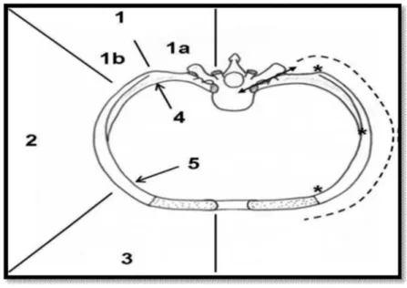 Figure 5 [30] : Vue crâniale d’une paire de côtes type. 