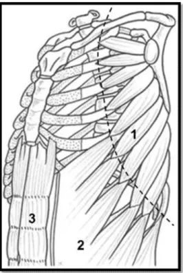 Figure 9 [30] : Paroi thoracique antérieure et insertions musculaires,   vue antérolatérale gauche 