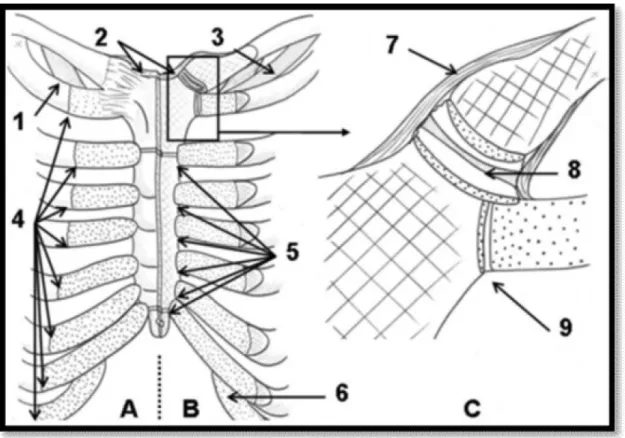 Figure 11 [30] : Articulations du plastron chondro-sternal. 