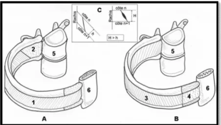 Figure 13 [30] : Muscles et membranes intercostales. 