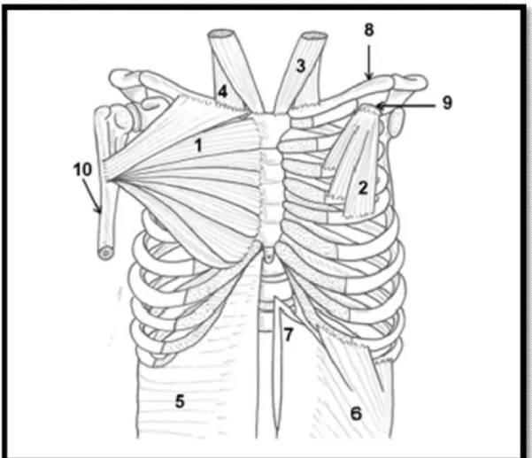 Figure 15 [30] : Paroi thoracique antérieure et insertions musculaires, vue ventrale. 