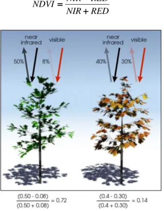 Figure 1.1. Basic principle of NDVI. The healthy vegetation absorbs more Red light (left) than the  unhealthy vegetation (right)