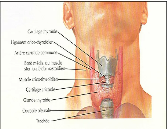 Fig 1 : Vue antérieure de la thyroïde (2) 