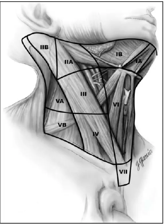 Fig 4 : les compartiments lymphatiques du cou. Level VI et VII sont inclus   dans le curage ganglionnaire cervical  central, alors que le cuarge ganglionnaire cervical 