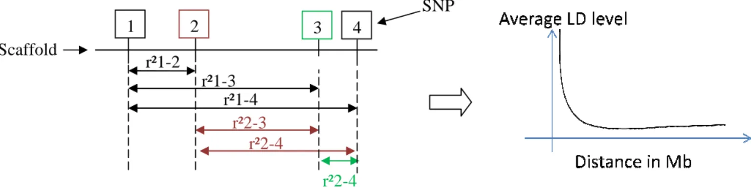 Figure 8. Scheme of calculation method of r² measure of LD within a populationScaffold r²1-2 1 2 r²1-3 r²1-4r²2-r²2