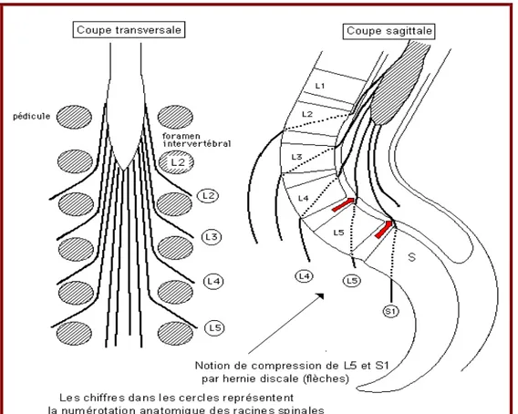 Figure 10 : schéma montrant le trajet et la direction des racines nerveuses lombaires [35] 