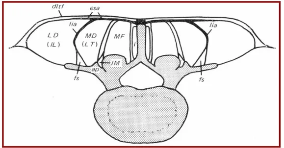 Figure 11 : schéma d’une coupe transversale passant par L5 montrant la disposition des  muscles paravertébraux [38] 