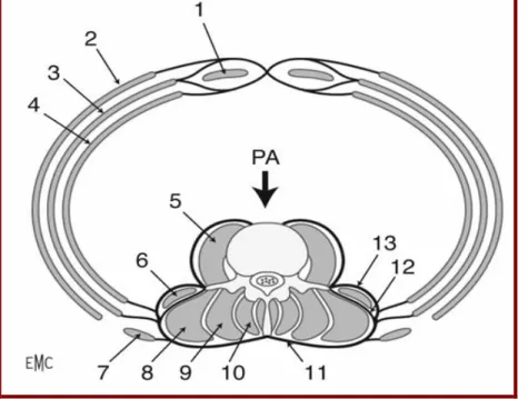 Figure 14 : Coupe transversale de la paroi abdominale passant par L5 montrant la disposition  des muscles « intrinsèques » et « extrinsèques » [36] 