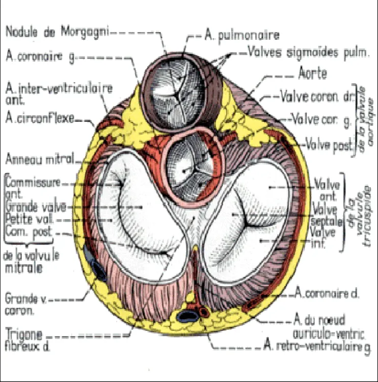 Figure 1: coupe transversale de la base du cœur montrant les structures  valvulaires et leurs rapports