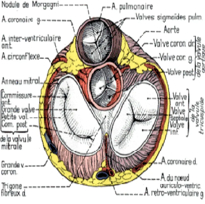 Figure 1 : coupe transversale de la base du cœur montrant la valve mitrale   et ses rapports