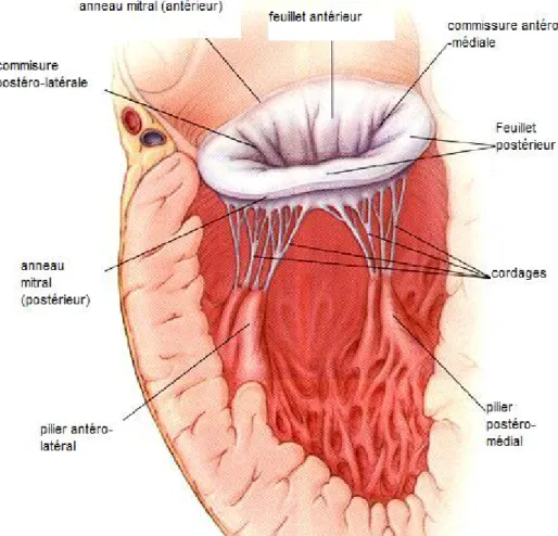 Figure 2 : coupe longitudinale du cœur montrant l’anatomie de la valve mitrale et  l’appareil sous valvulaire : [4] 