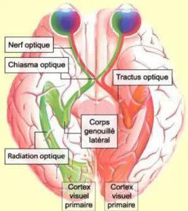 Figure 3: Les voies optiques [3]. 